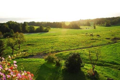 a field of green grass with animals grazing in it at Hof Rossruck in Fischbachau
