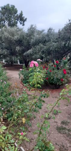 a garden with pink and red flowers and trees at Daphne Studios in Marathokampos