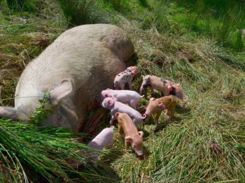 TrawsfynyddにあるHoliday Home Ganllwyd by Interhomeの草の上に横たわる赤ちゃんの群れ