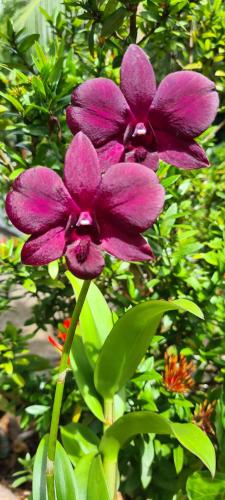 a group of purple flowers in front of a bush at Harmony Self-Catering Apartments in Beau Vallon