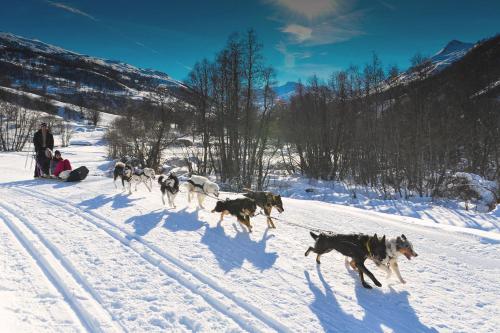 a group of dogs running in the snow at Résidence Le Necou - Les Ménuires in Les Menuires