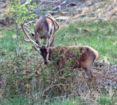 Animales en el hostal o pensión o alrededores