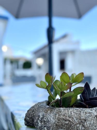 a potted plant sitting on top of a table at Apartamentos Guiomar Campos in Porto Covo