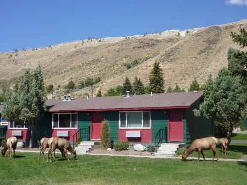 three horses grazing in the grass in front of a house at Yellowstone Gateway Inn in Gardiner