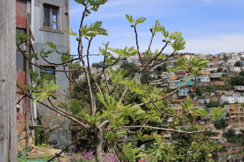 a tree in front of a city at Hostal brons in Valparaíso