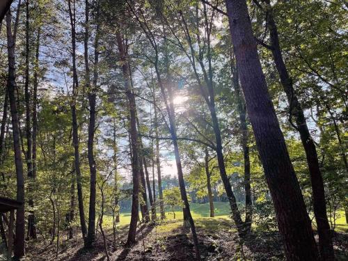 a forest with the sun shining through the trees at HARUNA WING Private cottage in the forest overlooking the golf course in Tsumagoi
