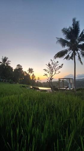 een tent in een veld met een palmboom bij Bali De Pardis Cottage in Munduk