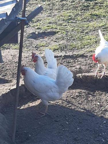 three white chickens are standing on the ground at Apartment Moosblick zwischen Bergen und See in Benediktbeuern