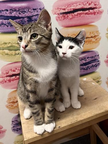 two cats sitting on a table in front of towels at 2 Mikes Homestay in Dublin