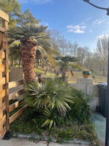 eine Palme in einem Garten neben einem Zaun in der Unterkunft Chambres du Domaine Spa-piscine sauna in Lescout