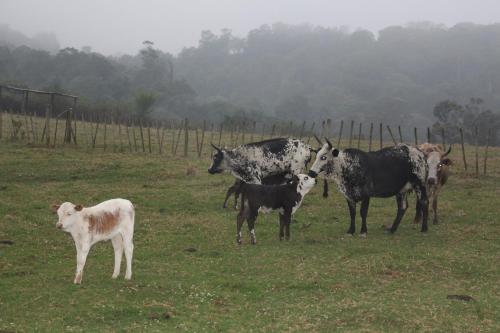 a group of cows and calves standing in a field at Newstead Farm - Country Cottages in Curryʼs Post