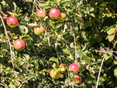 Orchard Cottage – Photos 4