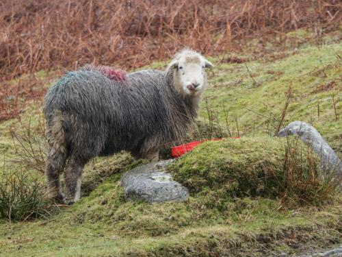 a sheep standing in a field of grass at Windermere in Kendal