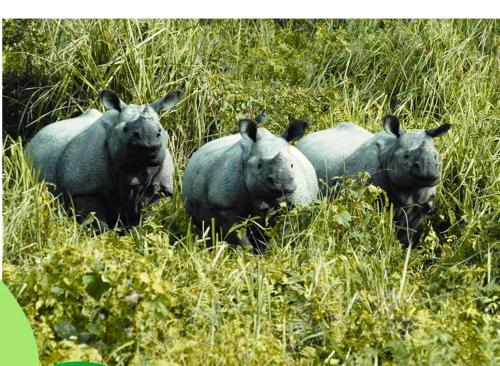 a group of four rhinos standing in the grass at The Riverwood Forest Retreat Dooars - fully vaccinated staff in Neorā Nadī