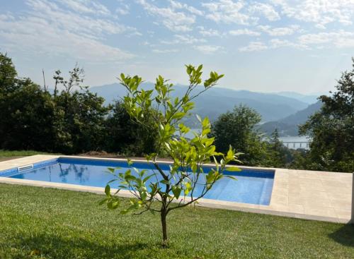 a small tree in the grass next to a swimming pool at Assossego House - Gerês in Geres