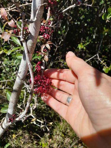 a person is reaching up to pick berries from a tree at Aroma de la sierra in Villa Serrana