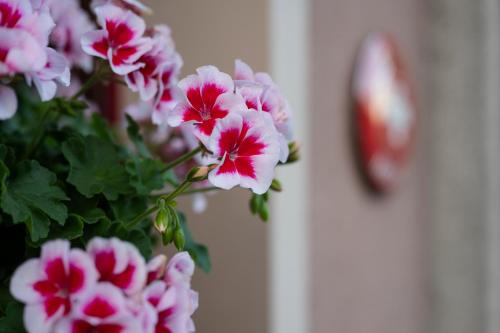 a vase filled with pink flowers next to a clock at Hotel-Restaurant Eyholz in Visp