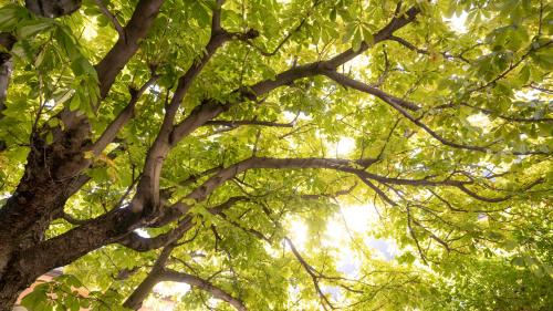 a close up of a tree with green leaves at Hotel-Restaurant Eyholz in Visp