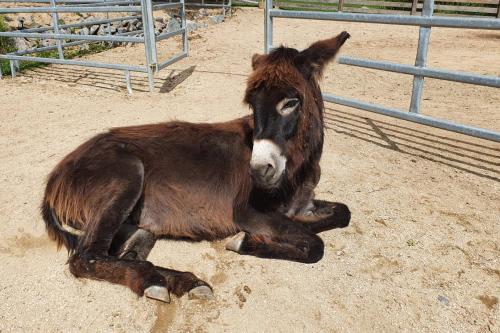 a brown horse laying on the ground in a corral at OREA Resort Panorama Moravský kras in Blansko