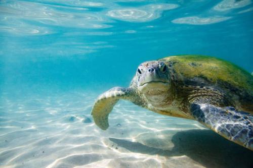 a green sea turtle swimming in the water at Siyon Yula - Guest House in Hikkaduwa