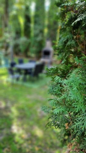 a view of a park bench in a forest at MAXX Lodge in Bacău