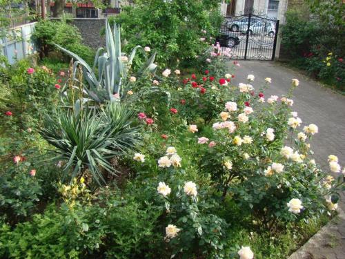 a garden of flowers and plants on a sidewalk at Townhouse Maria in Kutaisi