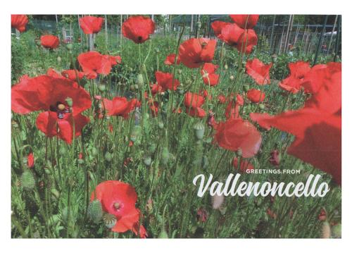 a field of red poppies in a field at BBnaon in Pordenone