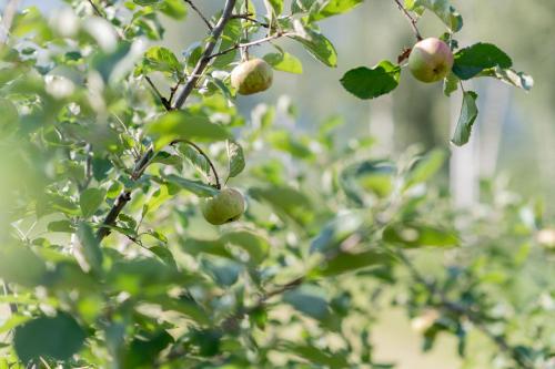 a branch of an apple tree with fruits on it at Rooms Kronblick in San Lorenzo di Sebato