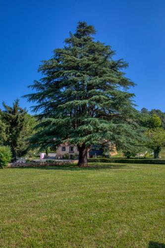 a large pine tree in the middle of a field at FASTHOTEL Sarlat - Abbys Hotel in Sarlat-la-Canéda