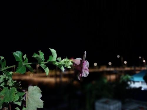 a pink flower in front of a body of water at johnny's studio in Grand Baie