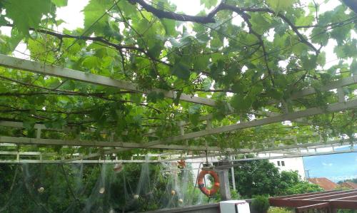a white pergola with a tree in a yard at Apartments Sandra in Tivat