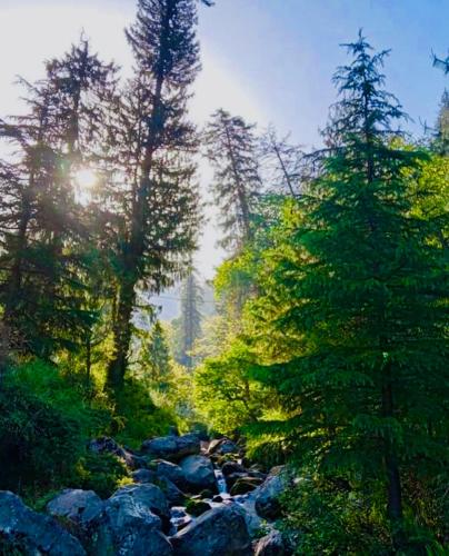 a forest filled with trees and rocks next to a creek at Mystic Vibes - Jibhi in Jibhi