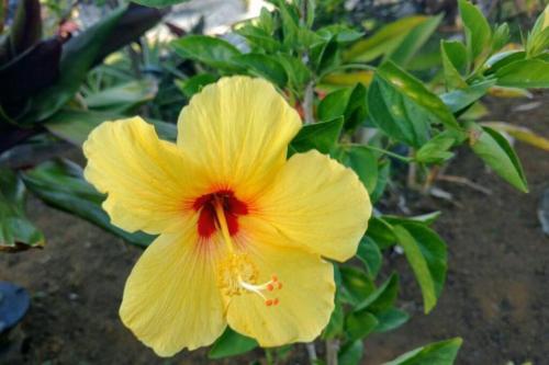 a yellow flower with a red center on a plant at Pahoa Paradise Palms in Pahoa