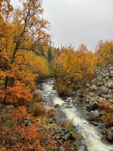 a river in the middle of a forest with trees at New cabin in fabulous Idre activity area in Idre