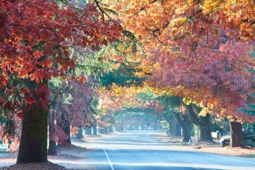 a tree lined road with autumn leaves on it at DELANY VILLAS BRIGHT - Spa luxury on Delany Avenue in Bright