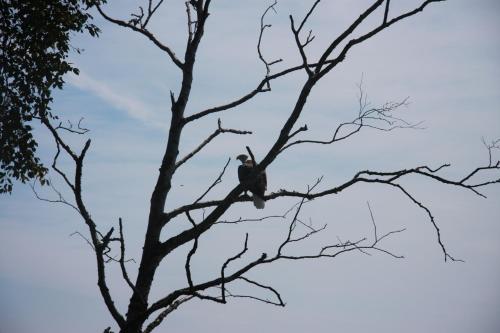 a bird perched on top of a tree branch at Cliff Dweller on Lake Superior in Tofte