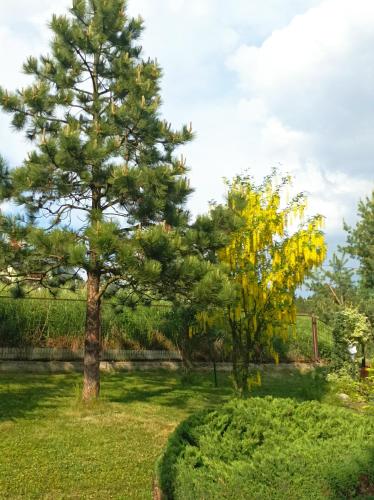 a pine tree in a field of grass at Dom Sosenek in Kluszkowce