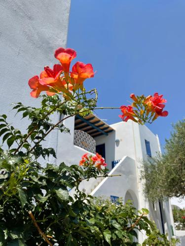 two red flowers on a bush in front of a building at Villa Gelly's Studios in Aliki