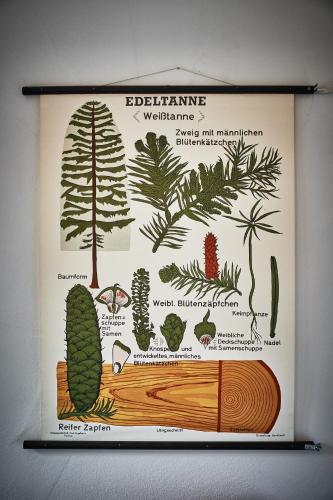 a poster of different plants on a wall at Ferienhaus Asten-Lodge in Winterberg