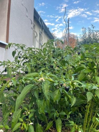 a bush with lots of green plants in front of a building at Diyo Apart Festspiel Bayreuth in Bayreuth