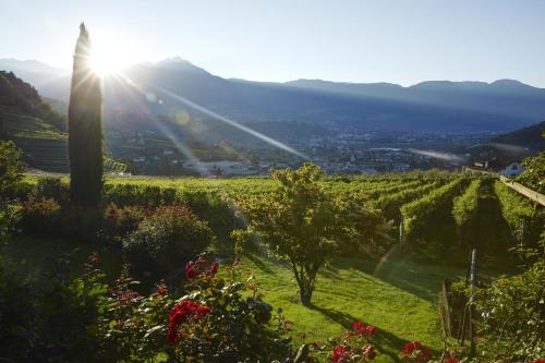 a view of a vineyard with the sun shining at Schloss Plars wine & suites in Lagundo