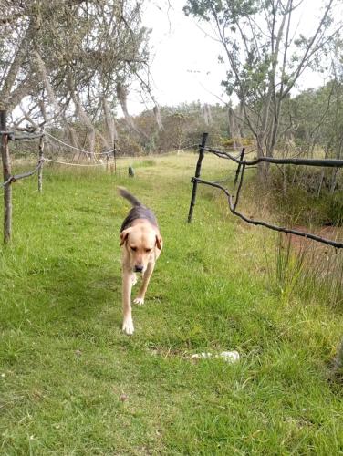a dog walking in the grass near a fence at Glamping El Refugio in Guatavita