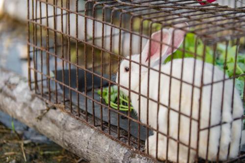 a couple of birds in a cage at Tai  Ping  Shan Inn in Ta-hsi