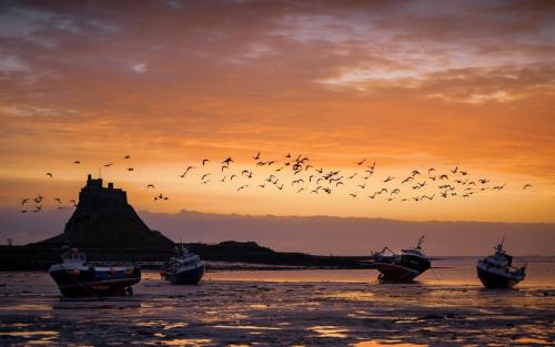 a flock of birds flying over boats in the water at sunset at Canty’s in West Ord