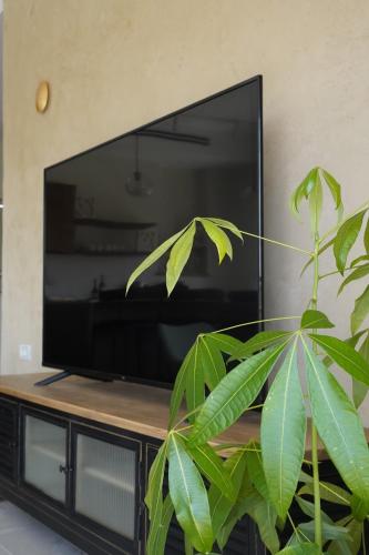 a plant in front of a flat screen tv at סיני 48 מלון דירות בוטיק in Vered Yeriho