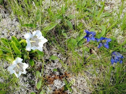 a group of blue and white flowers in the grass at Canalhof in Antermoia