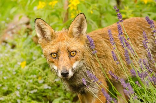 a fox is standing in a field of flowers at Le Chalet De Louyère in Saint-Salvadour