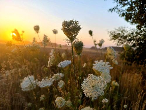 a field of white flowers in the sunset at Pałac Chichy in Małomice