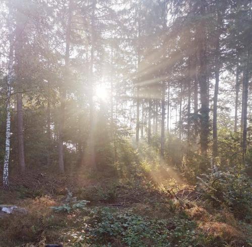 a forest with the sun shining through the trees at Boslodge 84 in Vorden