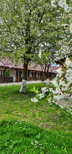 a group of trees with white flowers in a yard at La Romaneasa in Săpînţa